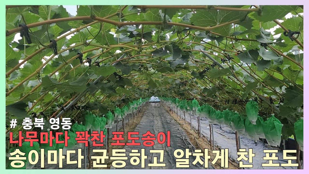#영동포도 #샤인머스켓 3년생 나무에 이렇게 달아도 되나? 주렁주렁 열린 포도송이~ 똑 같이 알차게 열린 포도~ 벌레없이 깨끗한 포도밭~ 오복이라 가능합니다!!!