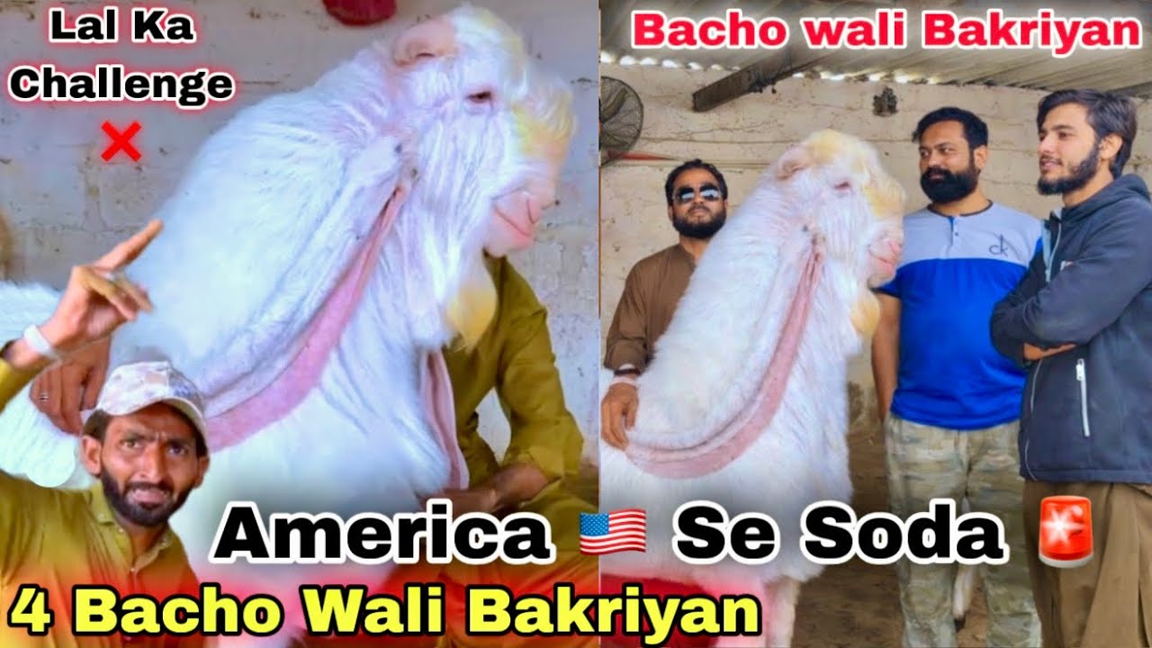 Lal Goat Farm Se America 🇺🇸 Ka Bohat Bara Bakriyo Ka Soda 😍 | Dodh Wali & Bacho Wali Bakriyan 
