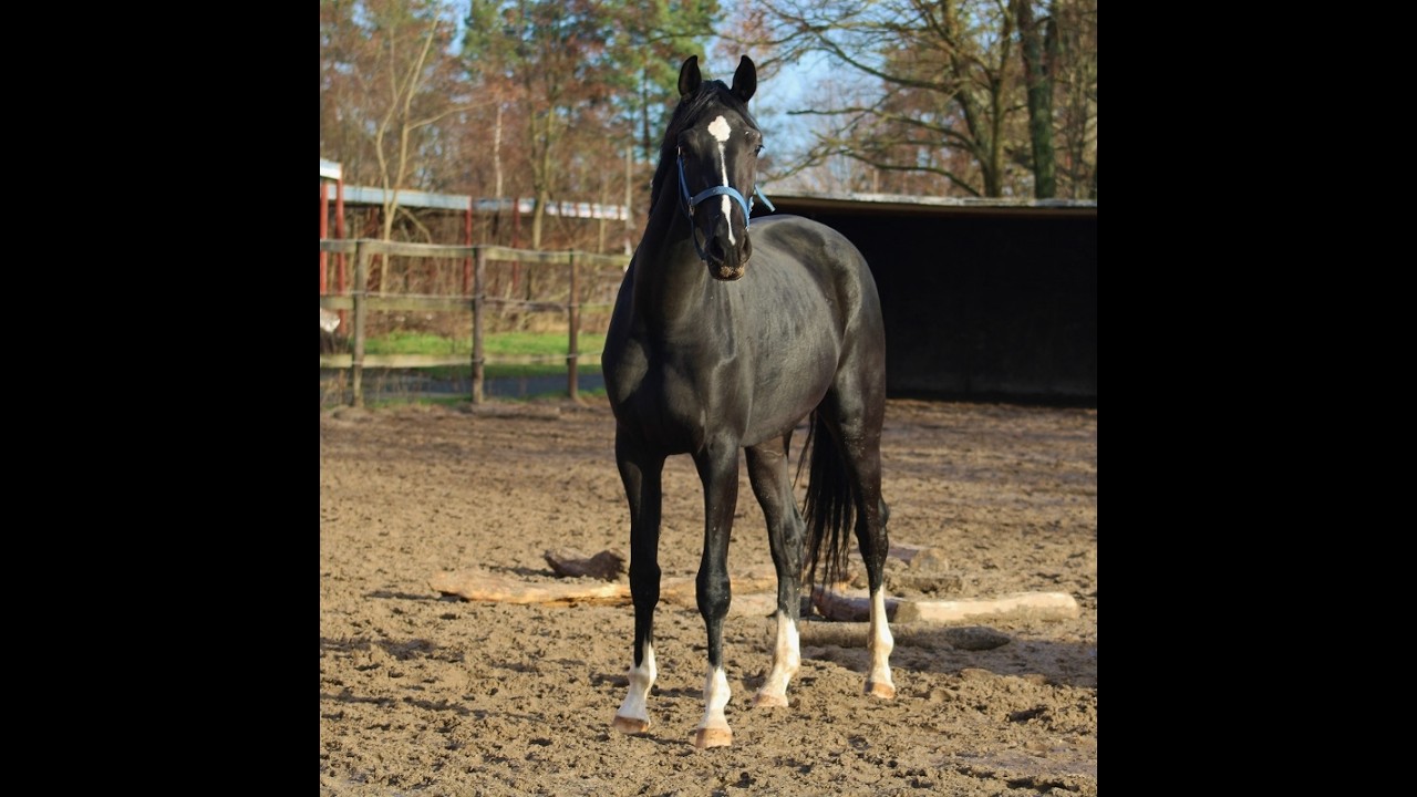 Quadriga : Black broodmare by Jameson out of Grand Prix family