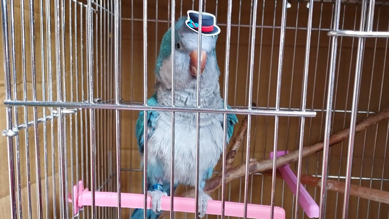 饅頭毛肚肚之歌