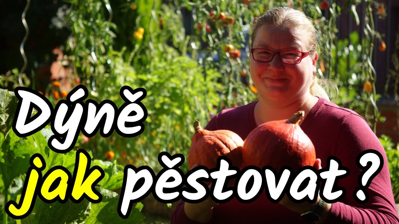 👩‍🌾🎃 Jak pěstovat DÝNĚ? Nejlepší odrůdy, hokkaido, muškátové, špagetové Jak a kdy vyset?