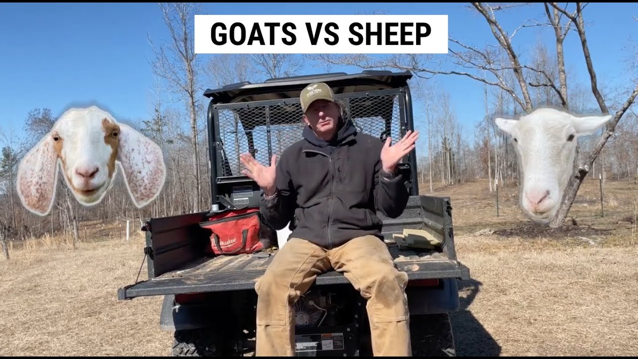 Goats vs. Sheep! Do You Agree?