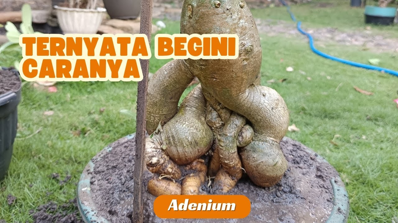 Mudah..!! Cara membuat bonggol bunga adenium #bonsai #bonsaitree #gardening #bunga #proses 