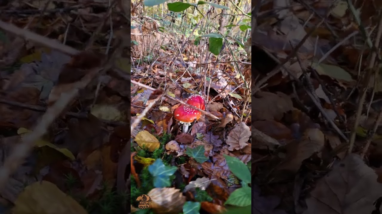 Astuce pour trouver des c&egrave;pes ! #shorts #champignons #c&egrave;pes #steinpilze #cueillette #asmr