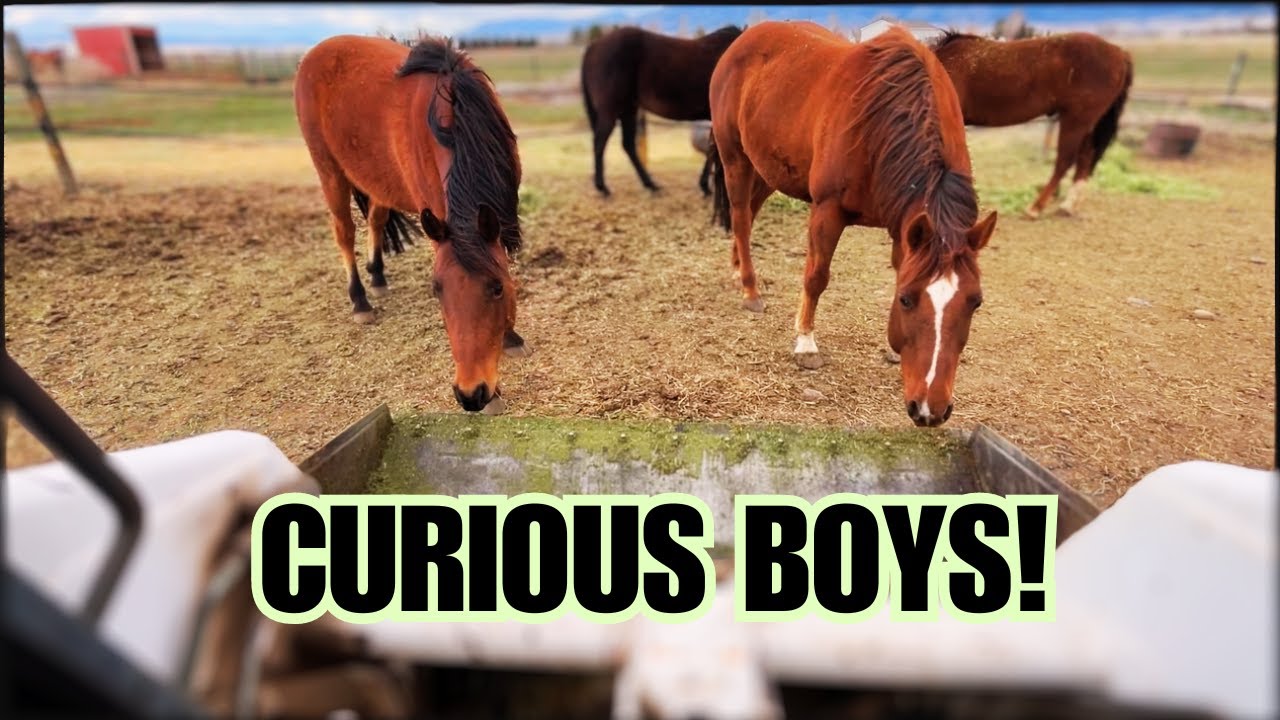 Nobody talks about this 💩 The MOST important part of owning HORSES! 💩