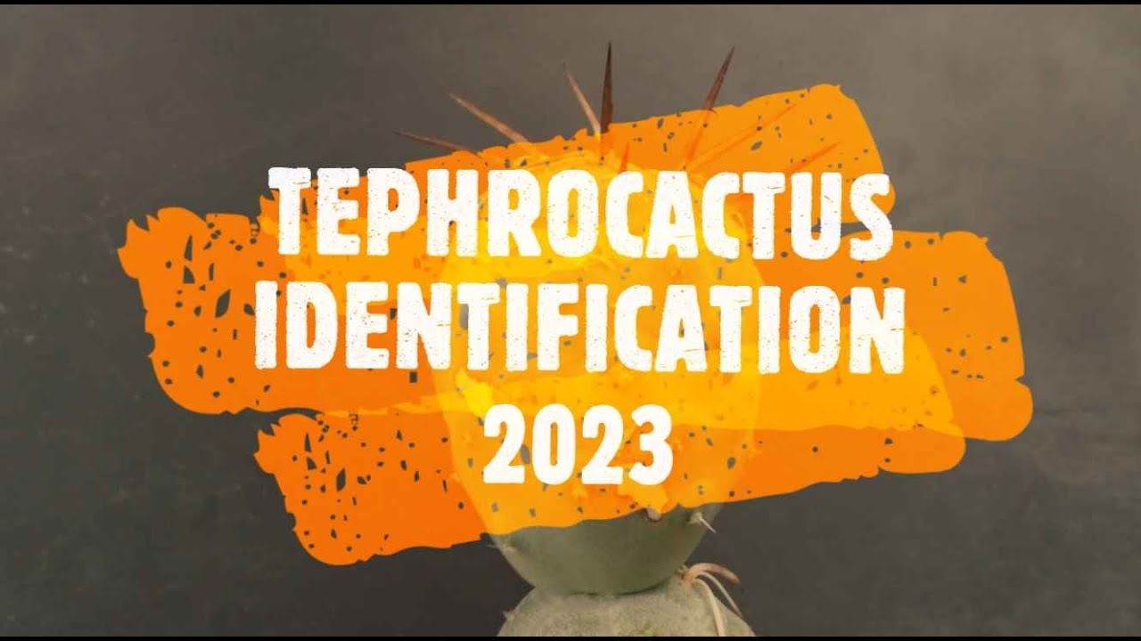 Tephrocactus Identification 🌵🌵🌵#identification