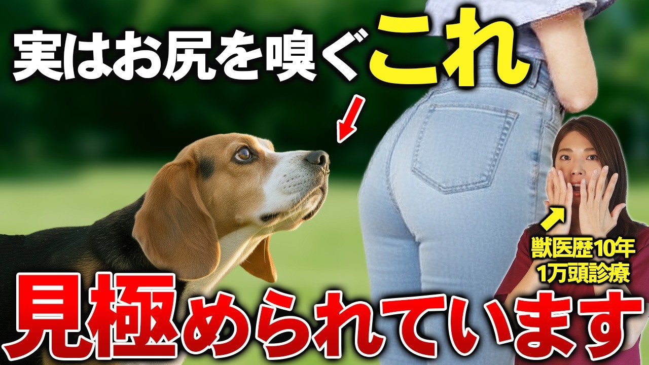 【犬の本音】犬が人間のお尻を嗅ぐ“衝撃の理由”を現役獣医師が解説！