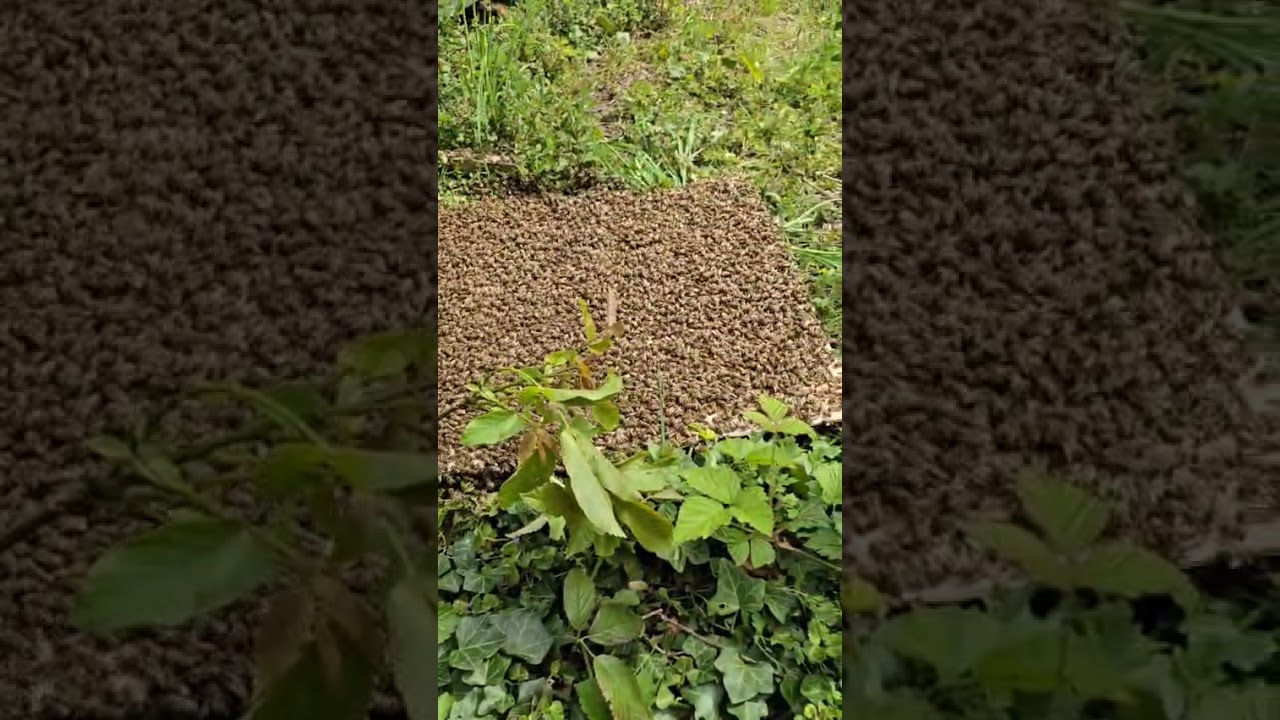 Bienenschwarm einlaufen lassen Mai 2025