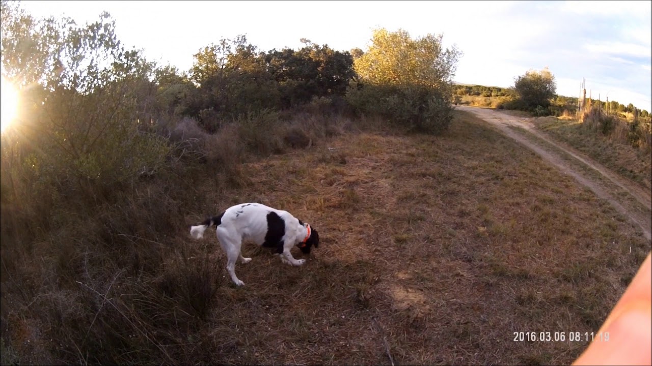 Petit munsterlander à la chasse
