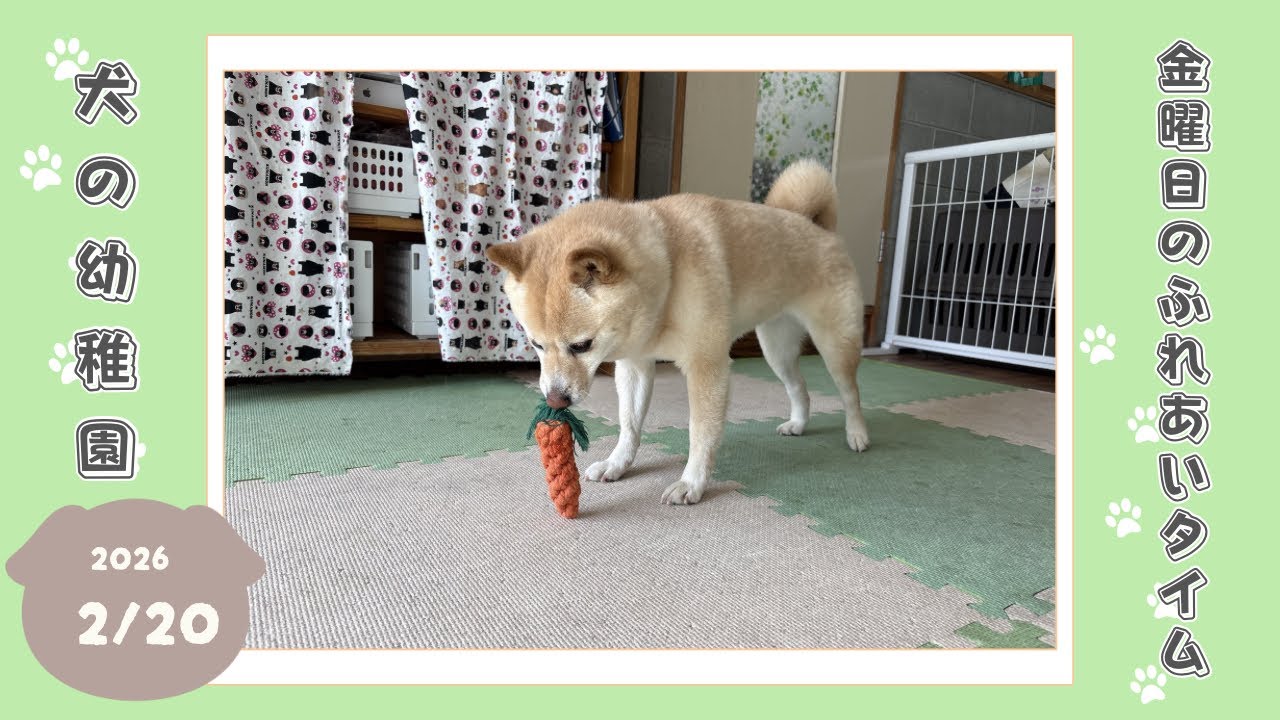 【犬の幼稚園】わんわんようちえん　金曜日のふれあいタイム