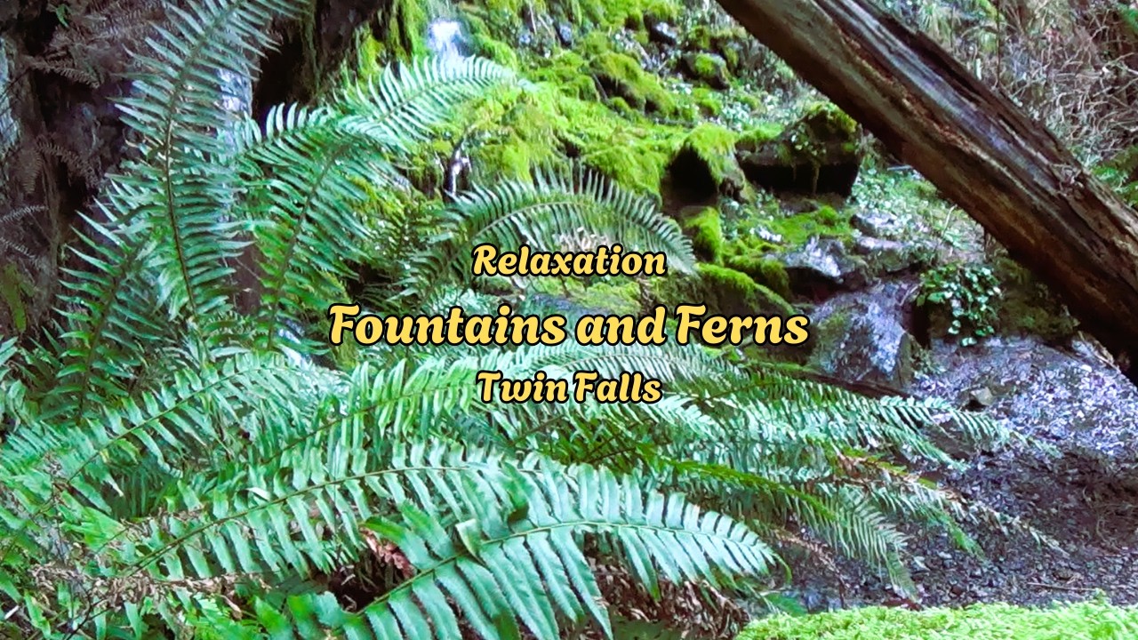 Relaxation Vibes | Mossy Fountains and Ferns | Twin Falls | ASMR
