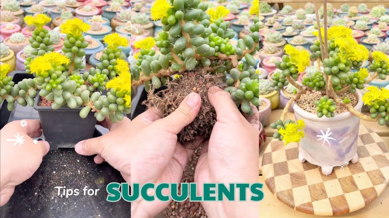Discover the 5-Minute Trick to Keep Your Succulents Alive | 다육이 | 多肉植物