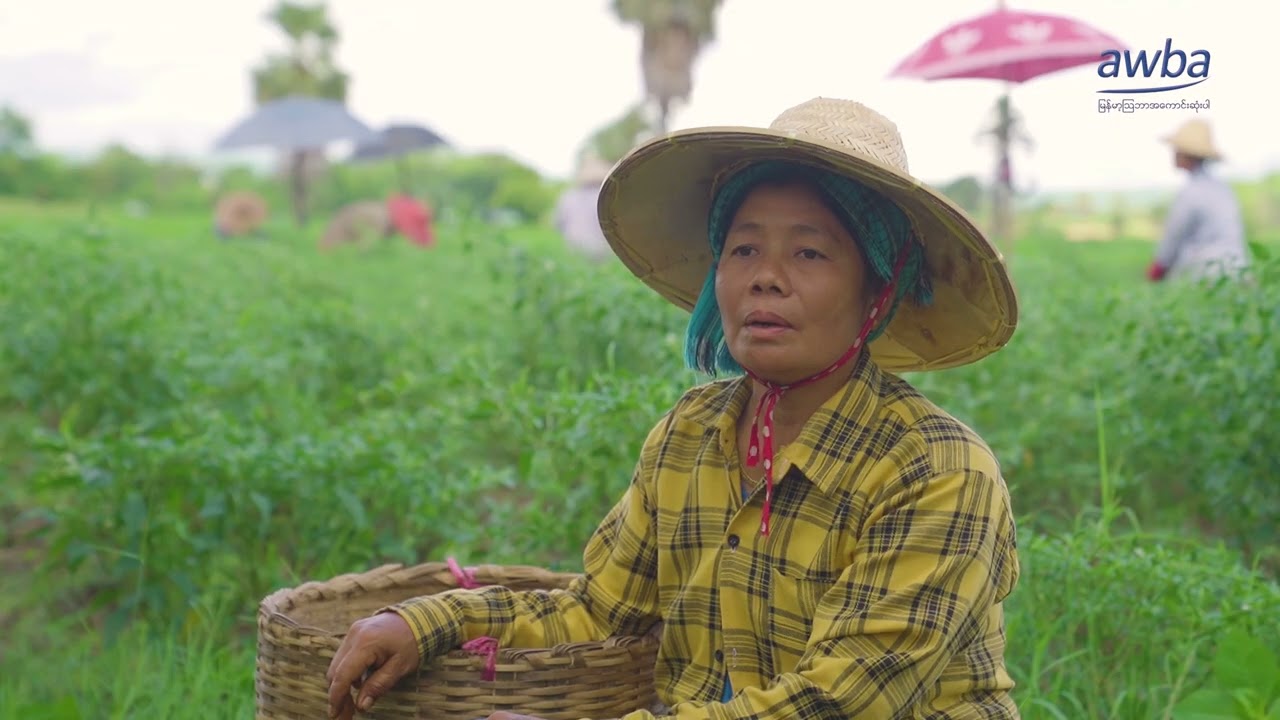 ငရုတ်စိုက်တောင်သူ ဒေါ်သန်းဝေအကြောင်း