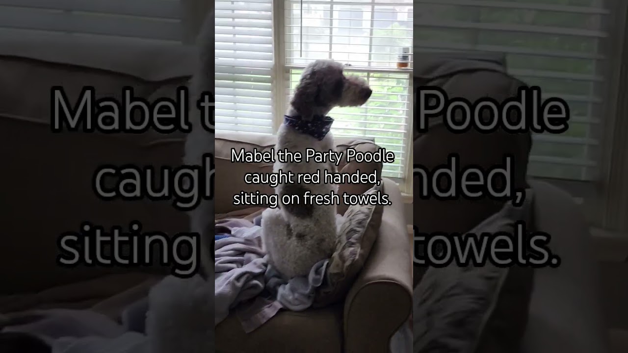 Mabel the Party Poodle is caught Red handed sitting on fresh towels.