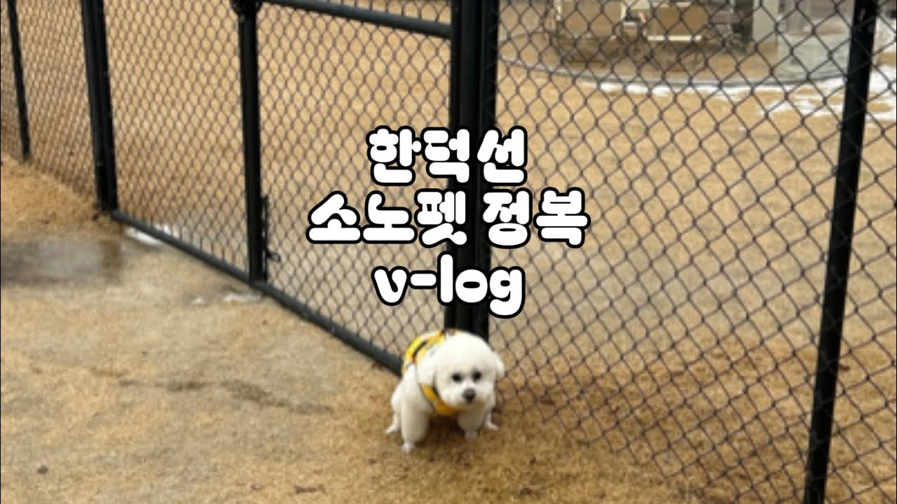 일상 v-log / 홍천 소노펫💛 / 식당가 놀거리 정보 / 홍천 양지말 / 애견동반 맛집 🐶