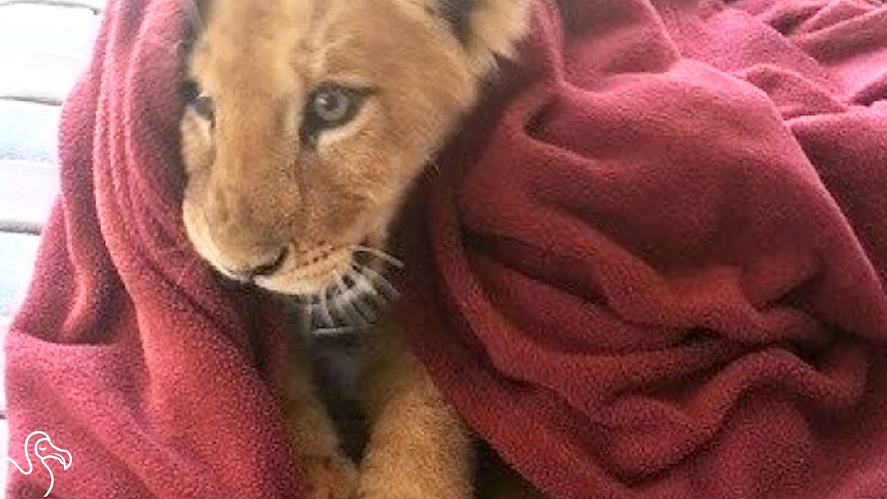 Rescued Lion Grows Up Snuggling In Blankets