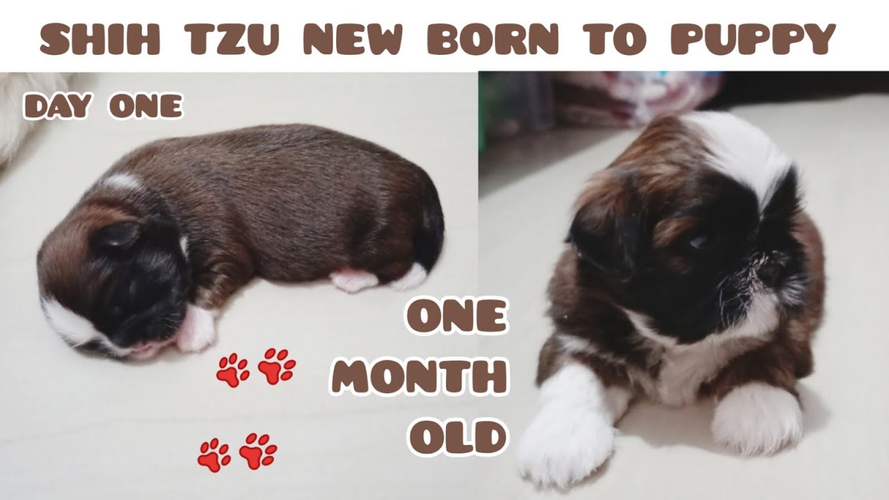 Shih Tzu New Born Puppies From Birth To One Month