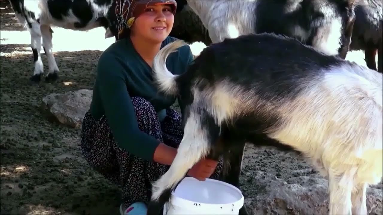 FATMA MEŞE ÖZ   AŞAMADIM HACI HASAN BELİNİ
