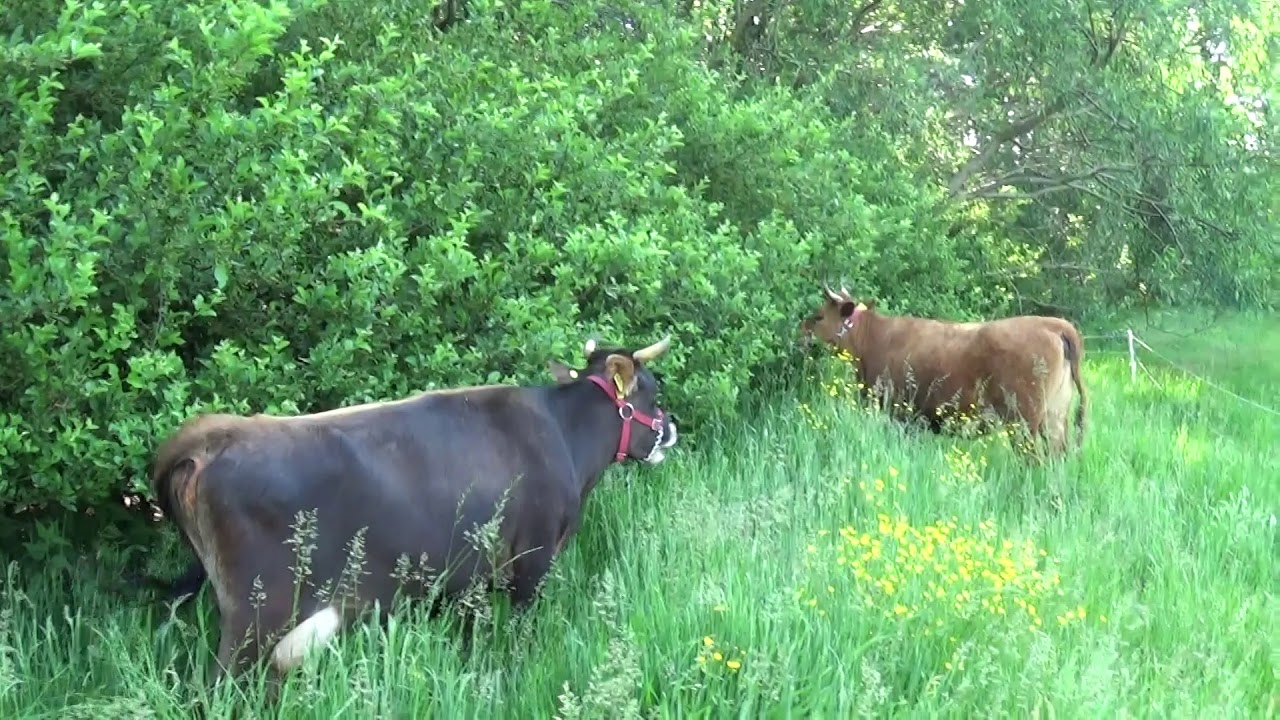 Tall Grass Grazing - healing the land