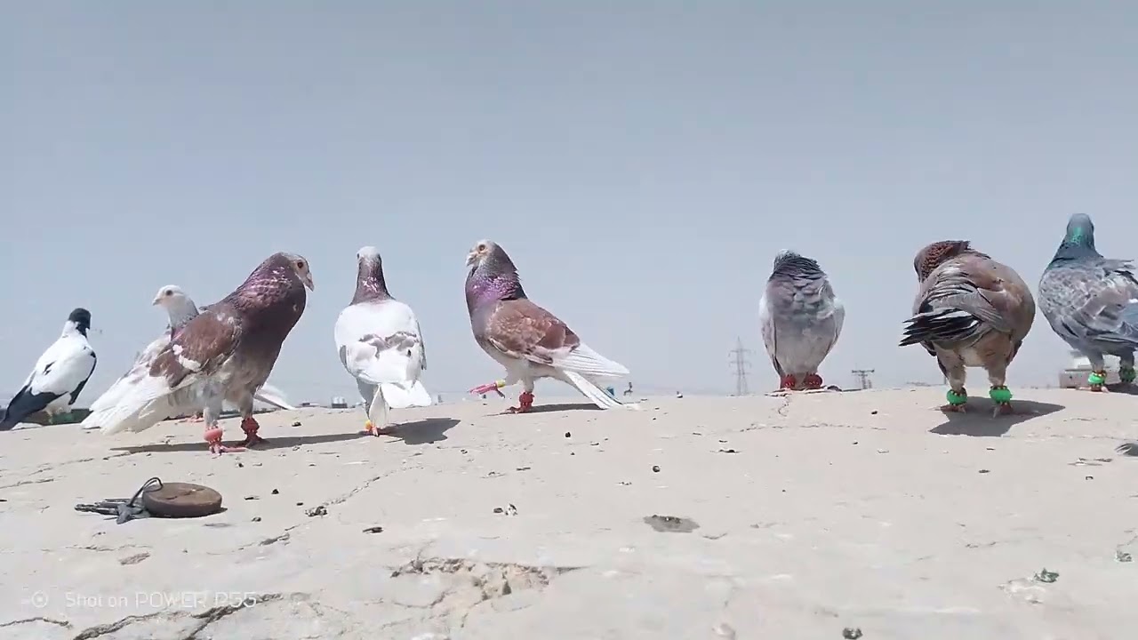 Ustad Ajab khan k fighter pigeons Ready for season 