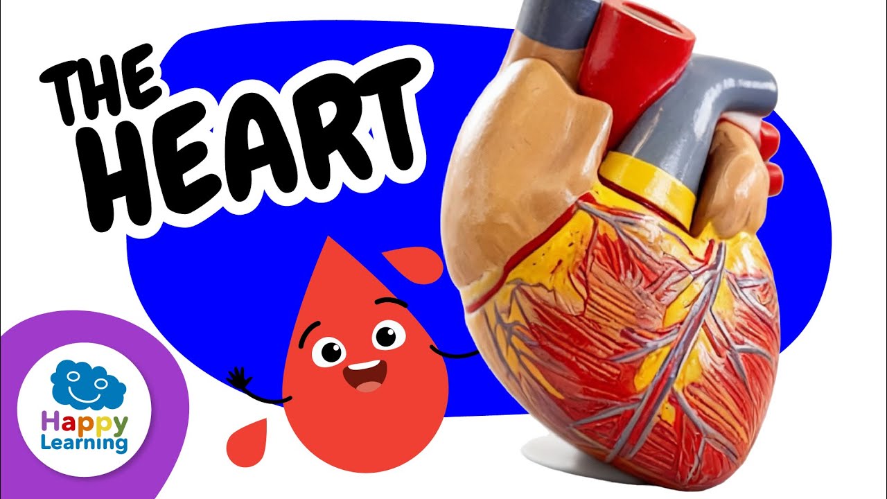 🫀 THE HEART: Discover how it works! | Educational Videos for Children | @HappyLearningENG