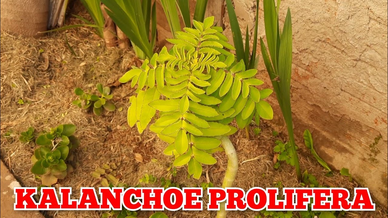 KALANCHOE PROLIFERA, como CUIDAR, fazer MUDAS e DICAS