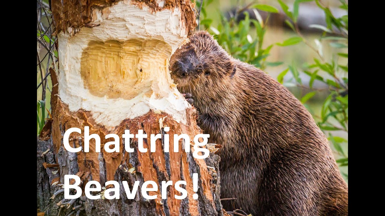 Chattring Beavers! - Rewriting an Apache Server
