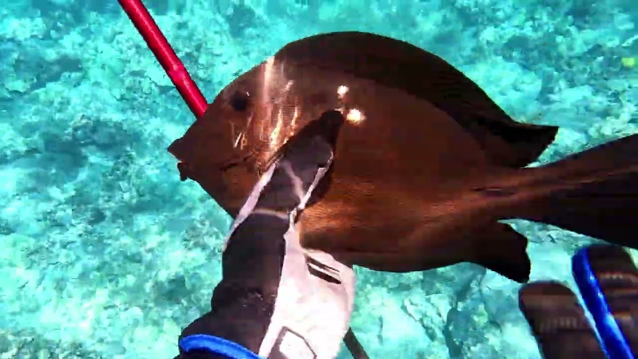 Shallow Water 3 Prong Spearfishing - Catching Fish for a Friend - Big Island of Hawaii