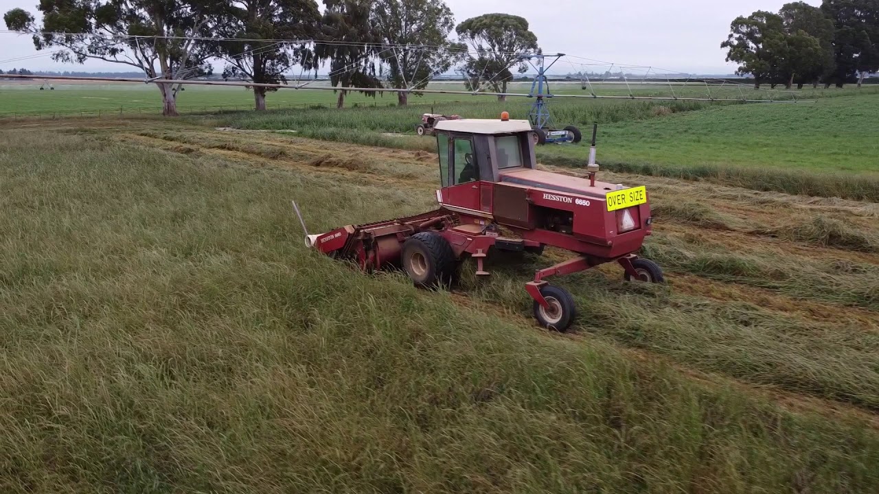 Hesston 6650 Windrowing Grass seed