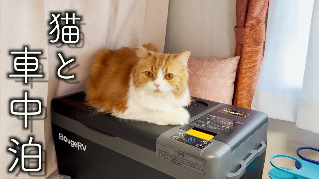 お気に入りの場所を見つけた猫と道の駅でまったり車中泊／栃木の旅（前編）【BougeRV】