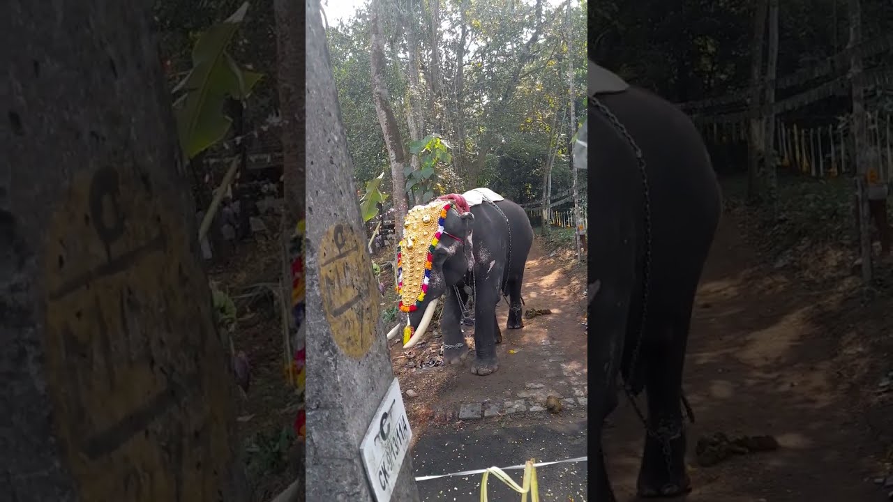 ചോറ്റാനിക്കരയിലെ പറയെടുപ്പ് വാർഷിക ക്ഷേത്രോത്സവത്തിലെ ഒരു പ്രധാന ചടങ്ങാണ്