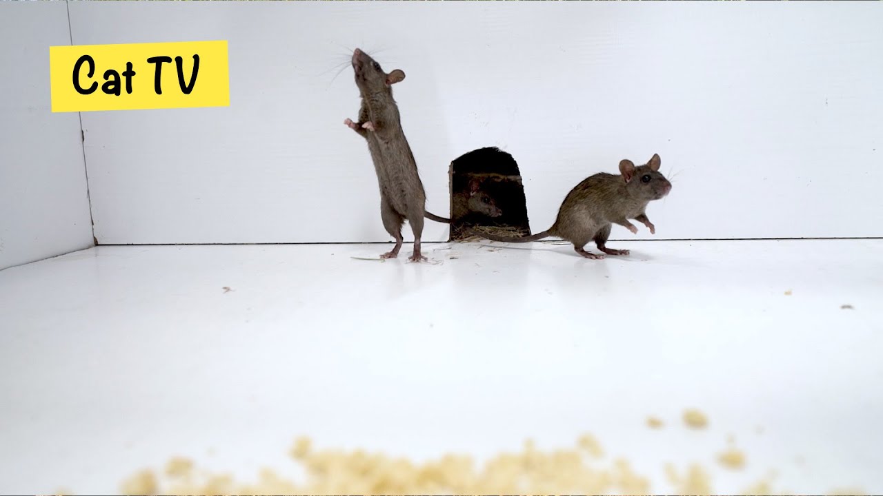 Cat TV 🐭 Mice in The Jerry Mouse Hole 🐀 Mice Videos for Cats to Binge Watch (10 HOURS)