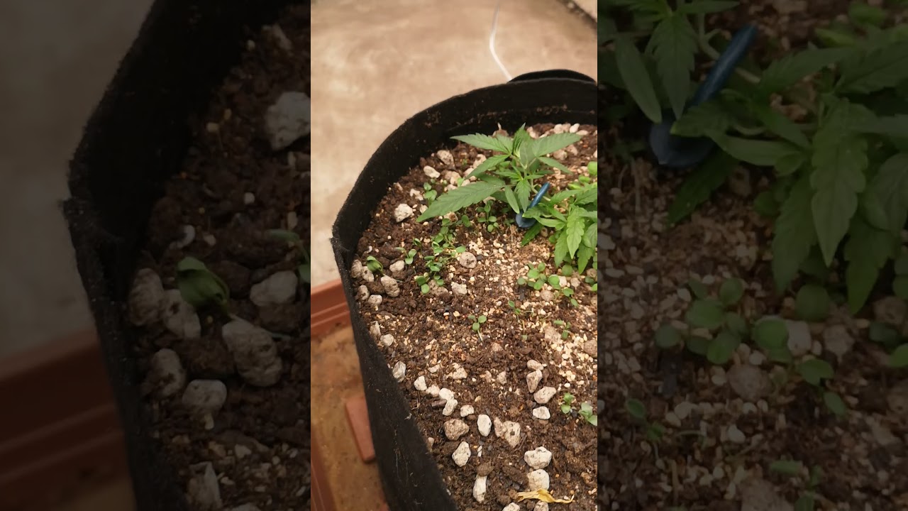 Day 10 Malawi Runtz Clones 🌱 Growing Strong in Medicgrow Neo-780 Setup! 💡 #CannabisGermany