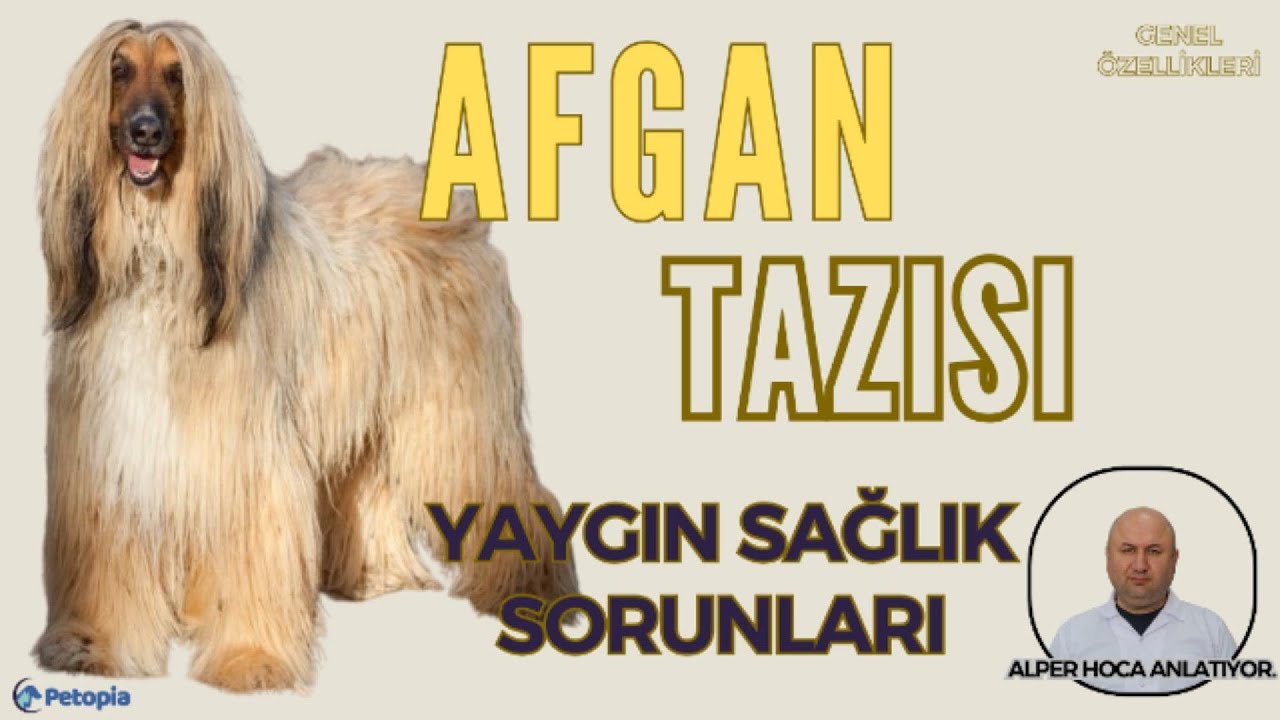Afgan Tazısı Yaygın Sağlık Sorunları