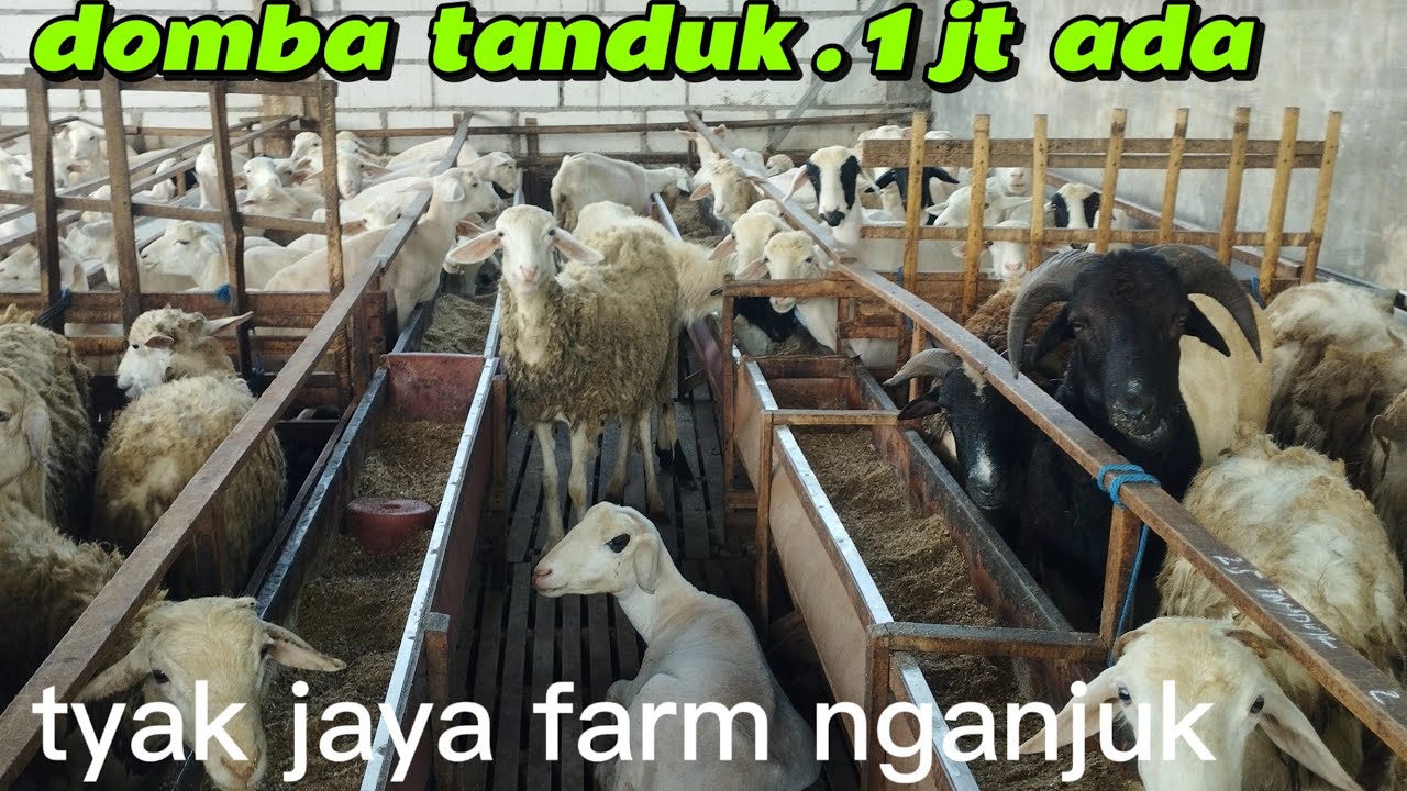 MUSIM HUJAN HARGA DOMBA TETAP AMBLEK KONCO WA 081336980690 abah yayak nganjuk jatim