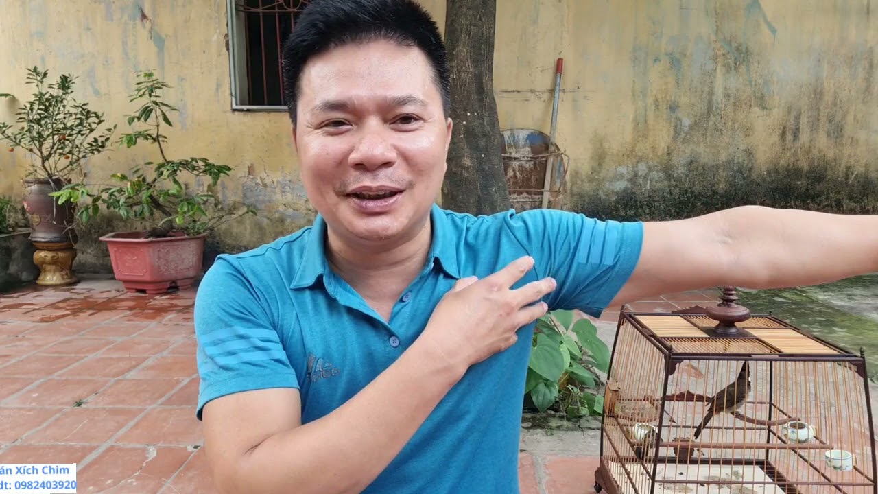 cách chăm sóc chào mào thay lông {từ A đến Z.✓}