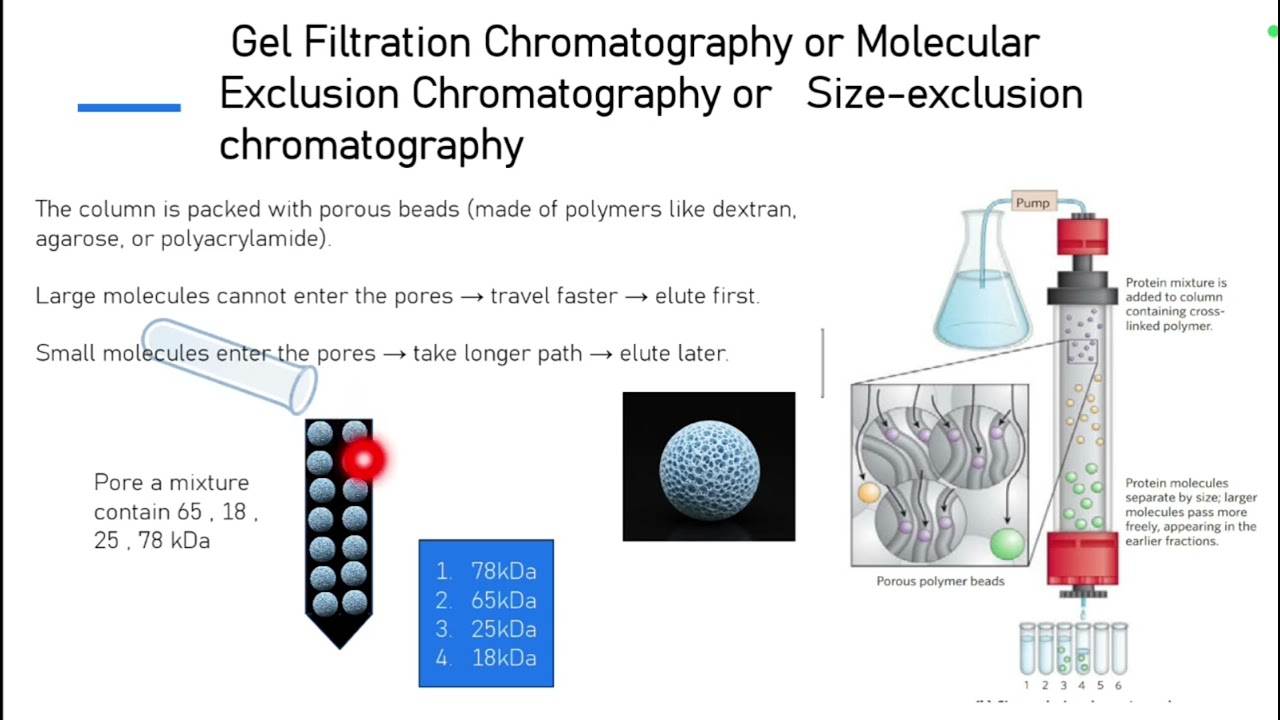 Gel filtration chromatography | size exclusion chromatography | molecular exclusion chromatography