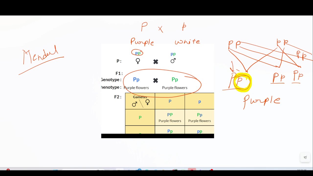 Heredity Gene and Chromosomes GCSE BIOLOGY