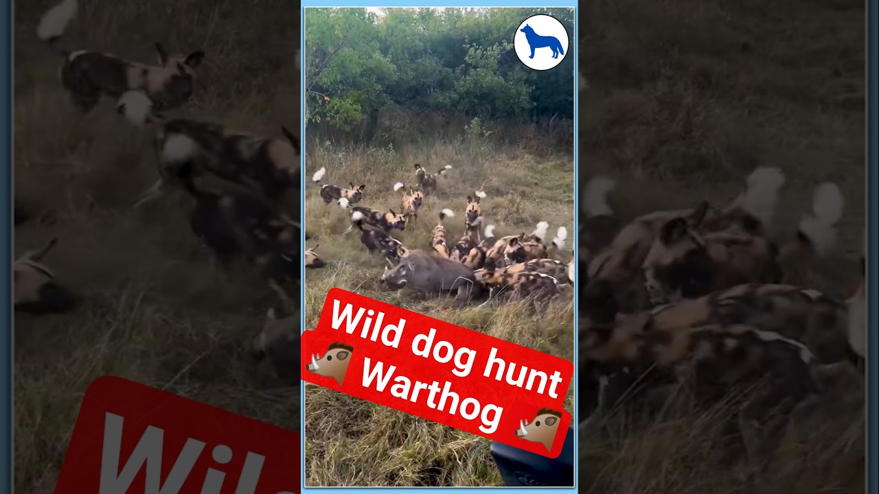 Wild Dogs vs Warthog &ndash; A Battle for Survival | #animalshorts