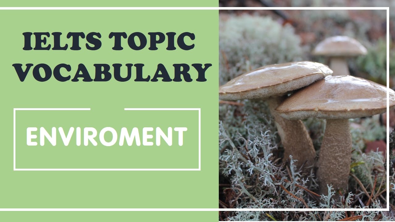 IELTS Vocabulary band 8 : Environment