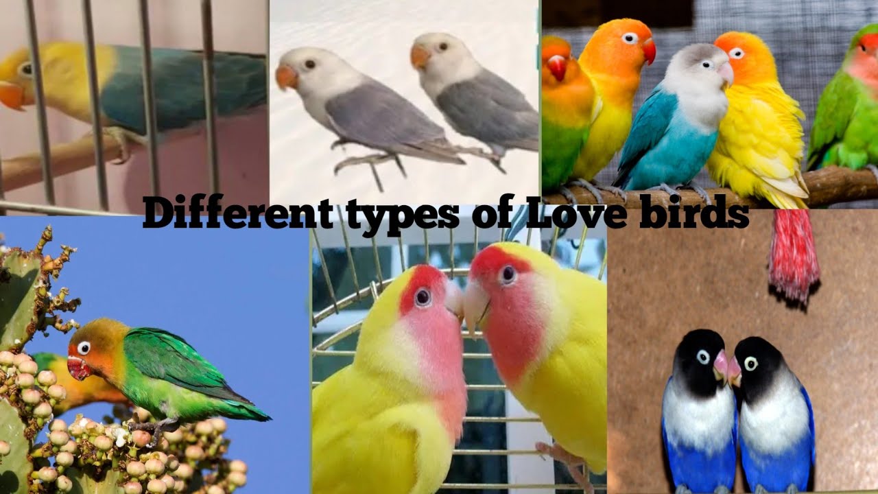 Different types of Love Birds|Lovebirds latest prices | Umair birds breeding