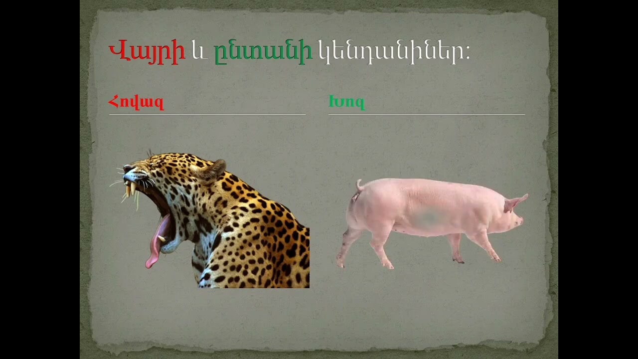 vayri ev @ntani kendaniner. Վայրի և ընտանի կենդանիներ: Wild and domestic animals