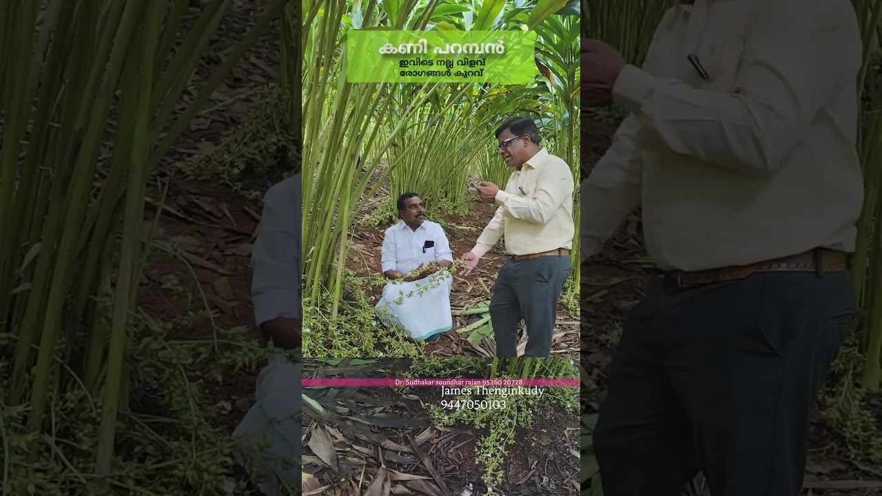 #shorts / ഏലം/ കണിപറമ്പൻ/ Super കായ് സെറ്റിംഗ്സ് /ഒരു കൊത്തിൽ 9 കായ് /ജയിംസ് തെങ്ങിൻ കുടി 9447050103