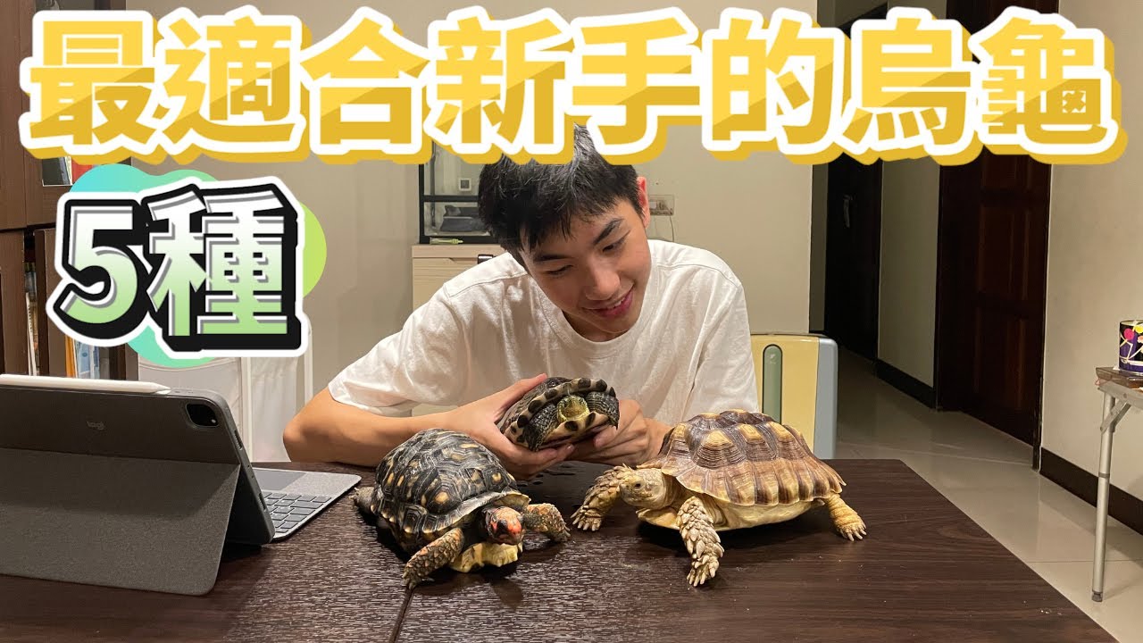 新手推薦!🐢5種適合新手飼養的烏龜{成哥}