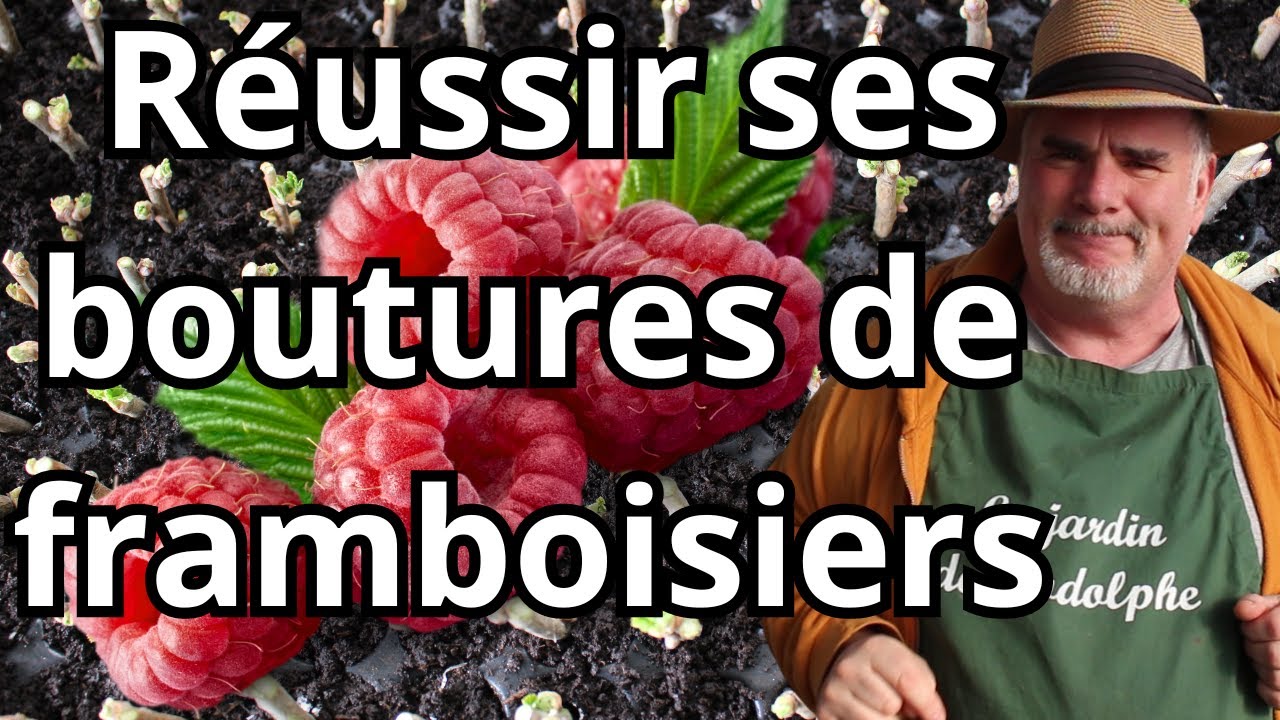 Comment multiplier facilement vos framboisier par bouturage ?