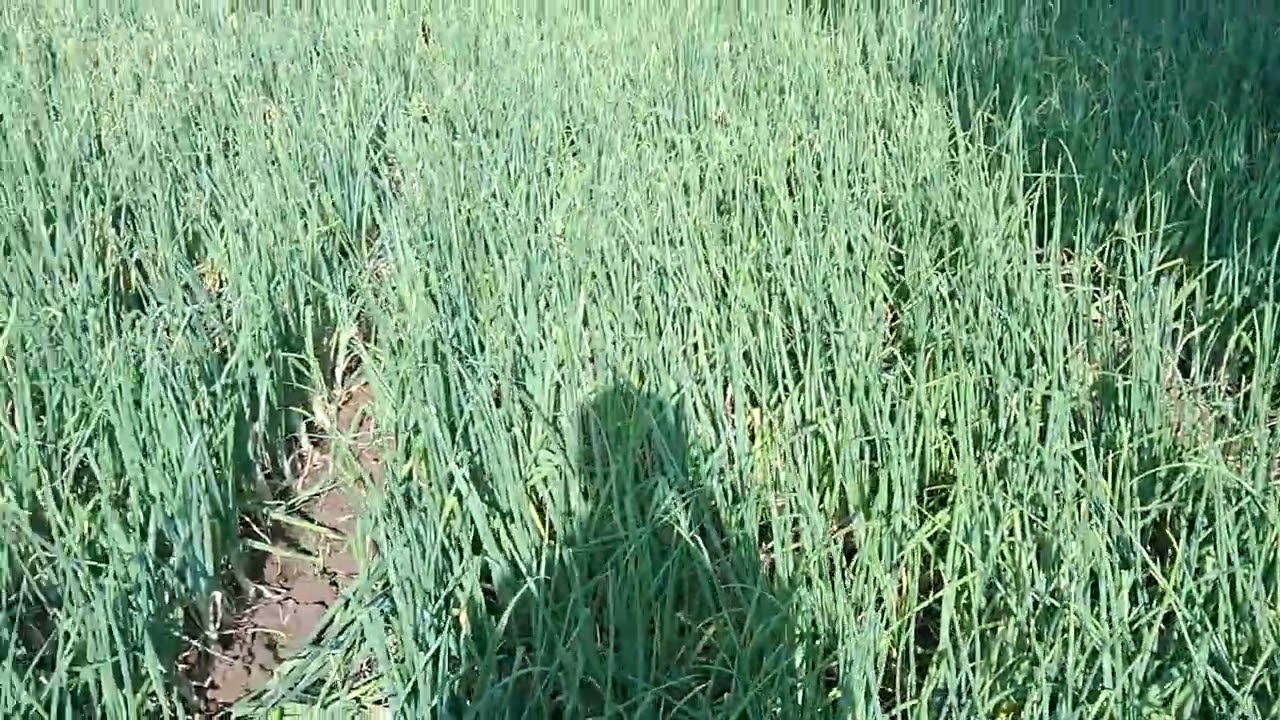 onion last fertilizer after 70 days with update 🌰 🧅