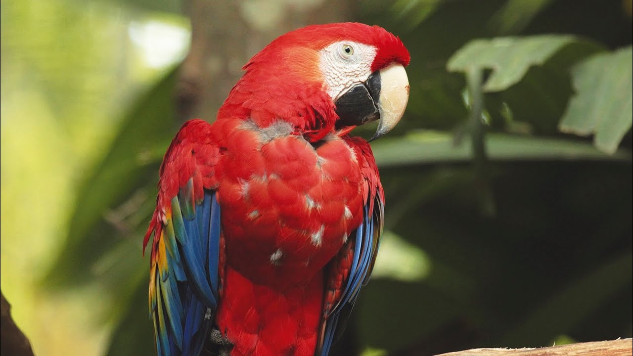EL SINAC RESCATA Y DECOMISA AL MENOS 20 ANIMALES SILVESTRES AL MES
