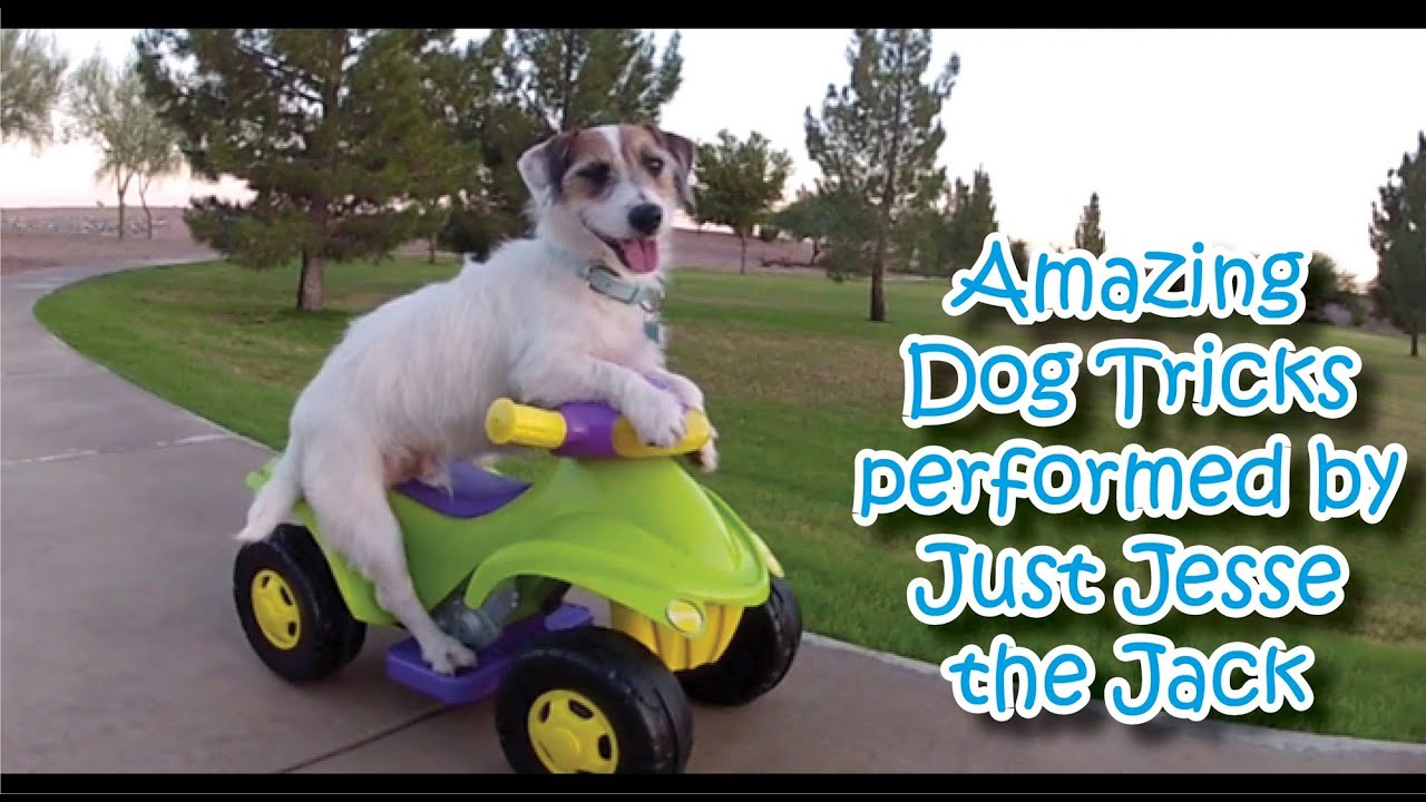 Amazing Dog Tricks performed by Jesse!