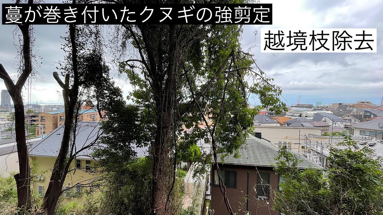 【カズラが巻き付いたクヌギの強剪定】〜越境枝除去〜