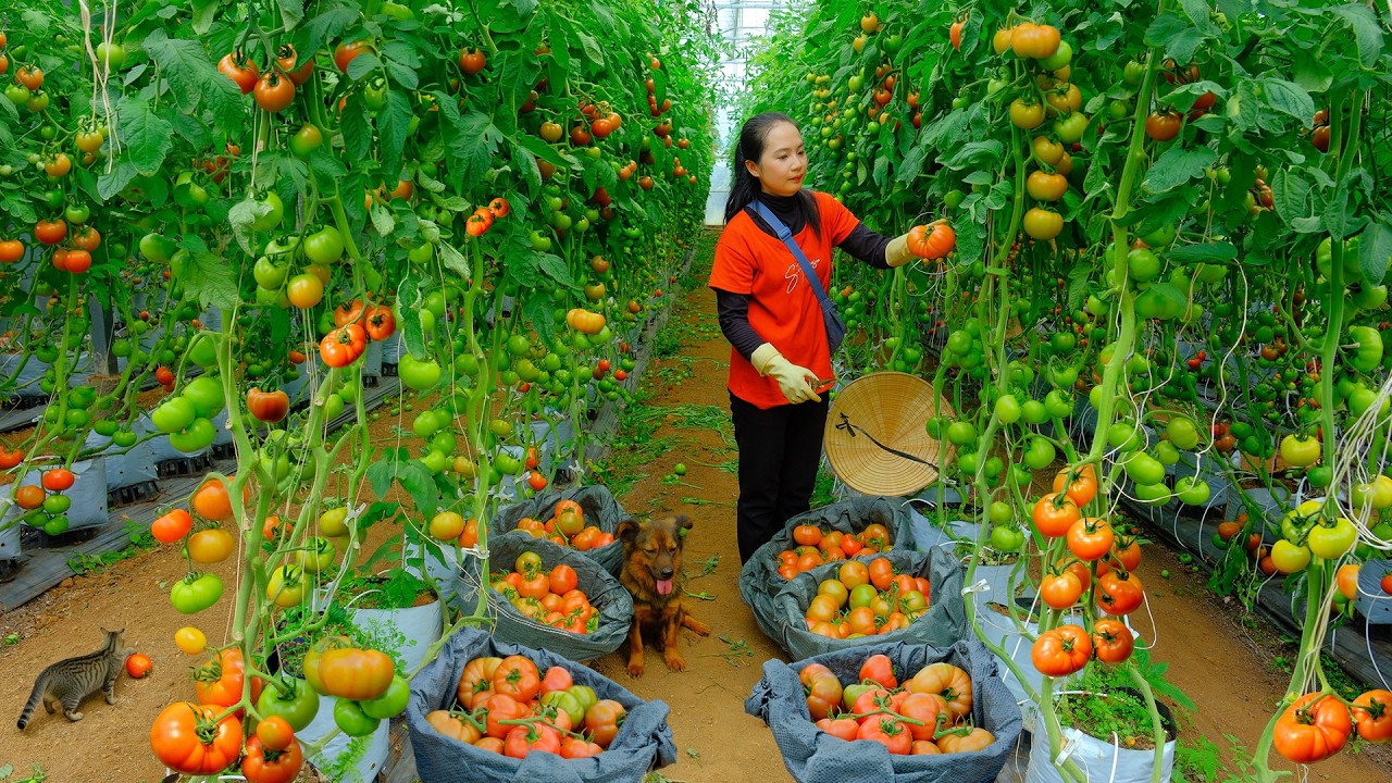 Harvest Tomatoes To Sell At The Market – Cook – Grow Vegetables, Garden, Raise Animals